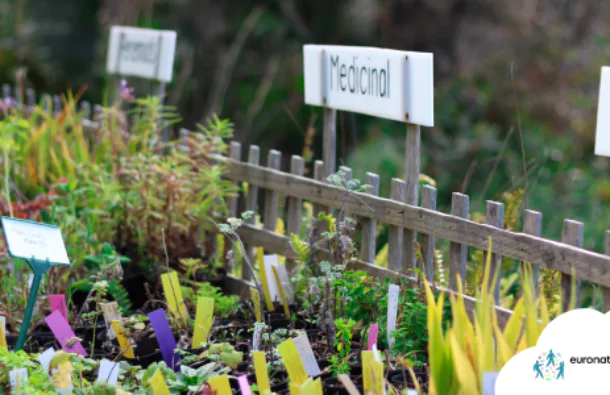 Votre jardin de plantes médicinales 